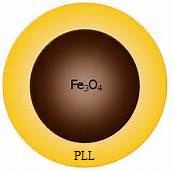 PLL涂层Fe3O4纳米颗粒（10nm）(图1)